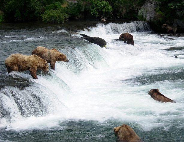 Six bears fishing for salmon at Brooks Falls in Katmai National Park
