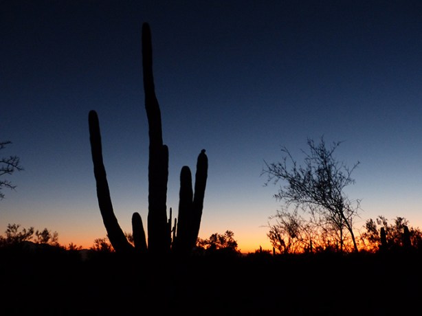 Cactus silhouette