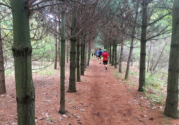 Tree-tunnel_mile24_BCH