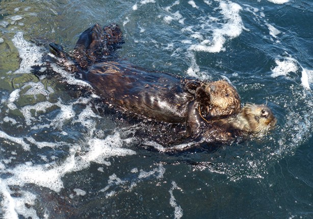 sea otter couple in Monterey Bay