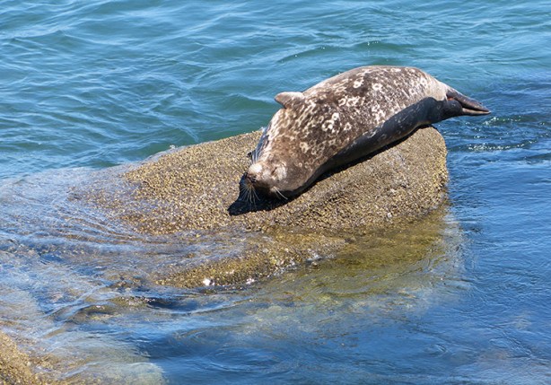 sea-lion-sunning-in-monterey