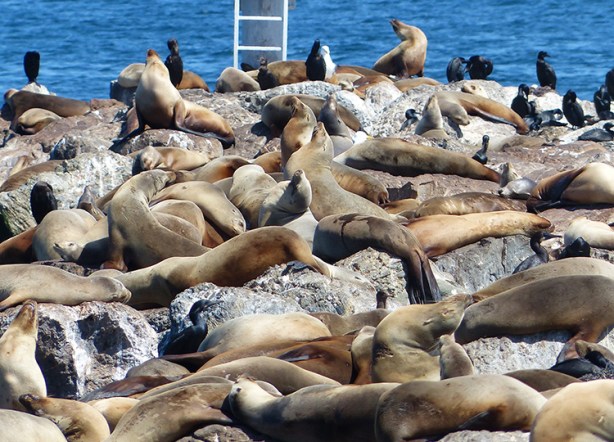 Sea lions in Monterey Bay