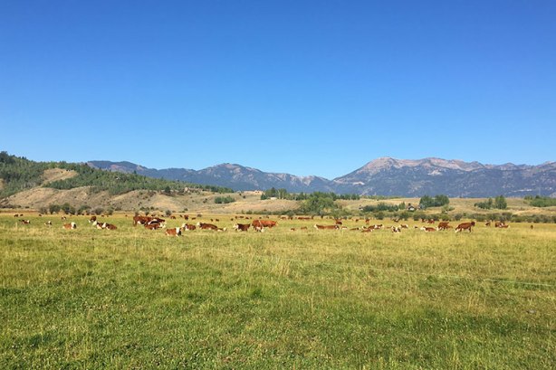 Cows as spectators at Jackson Hole Marathon