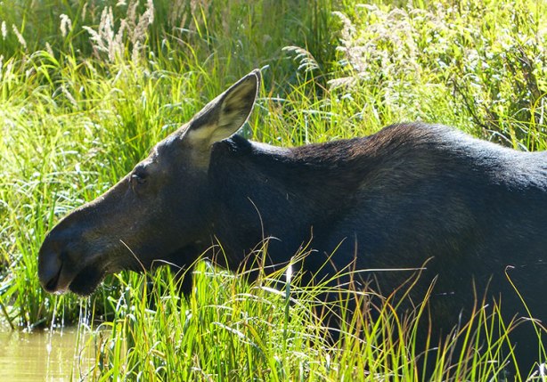 Moose sighting in Cascade Creek, Grand Teton National Park