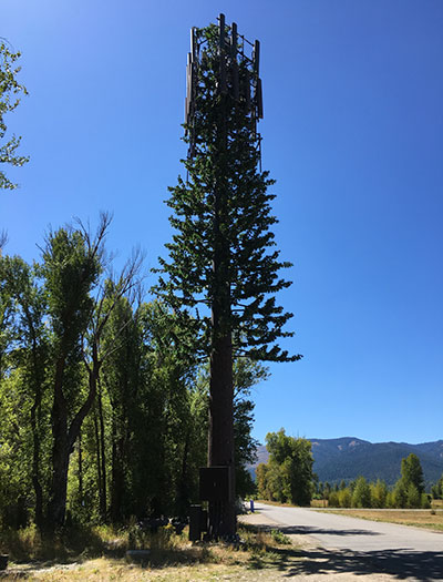 Tree Transformer seen at Jackson Hole Marathon