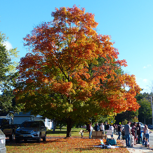 Fall foliage in Keene, NH along the Clarence DeMar Marathon course